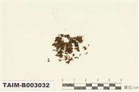 藏品(金髮苔科)的圖片